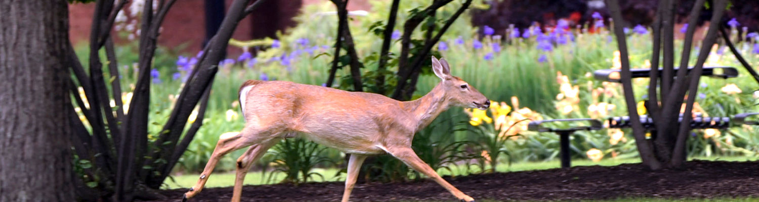 A deer runs through campus