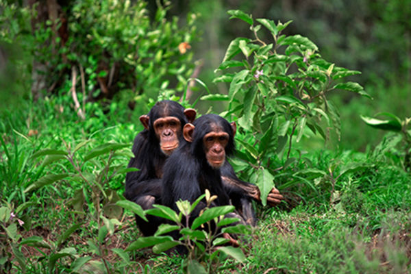 Two chimpanzees are pictured sitting in the grass. A recent study co-authored by researchers at Kent State University looks at the differences of human brains compared to the brains of other primates such as chimpanzees, gorillas and monkeys.