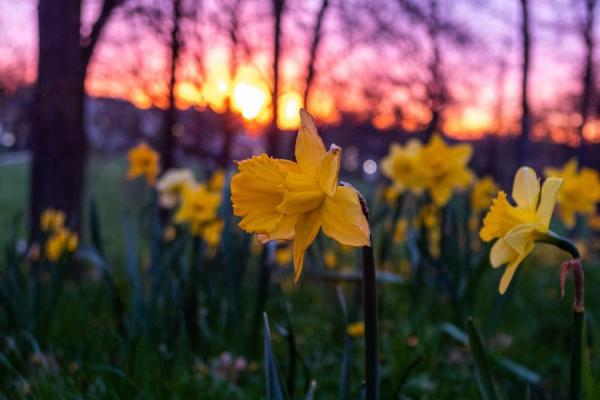 Daffodils at Kent State